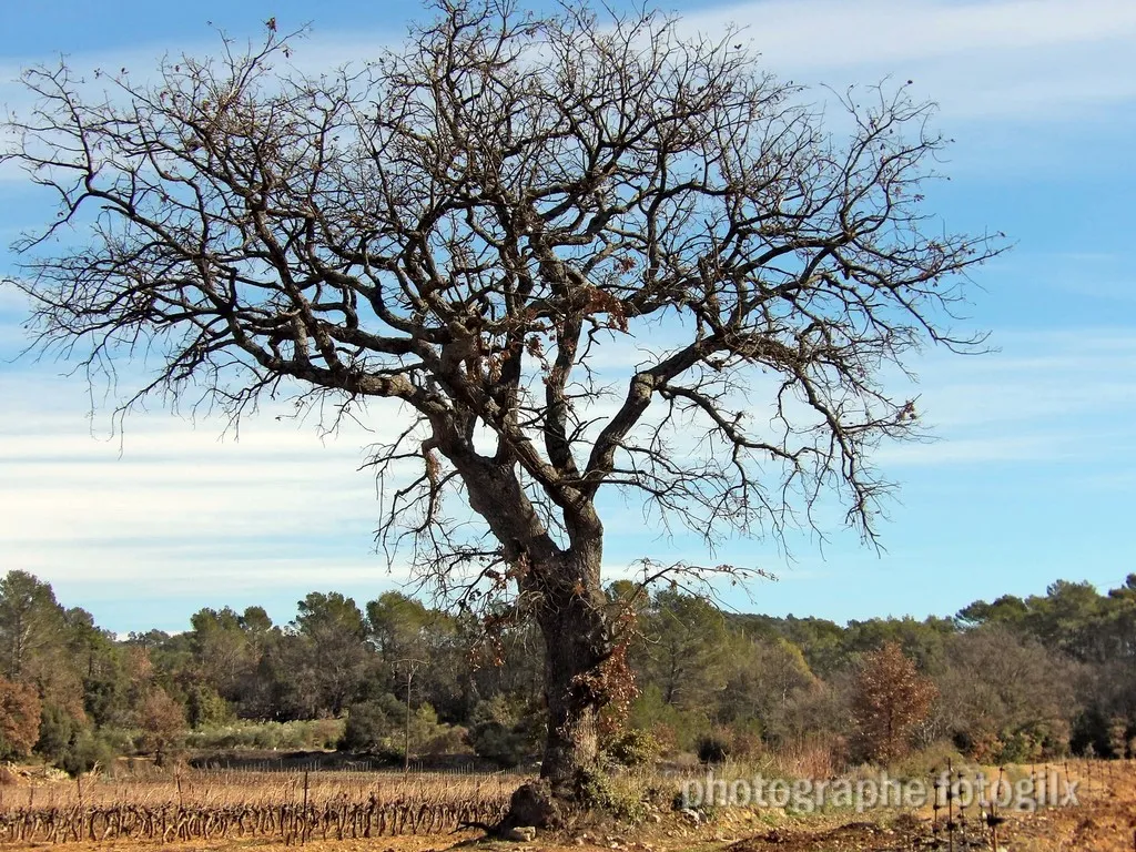 nature var