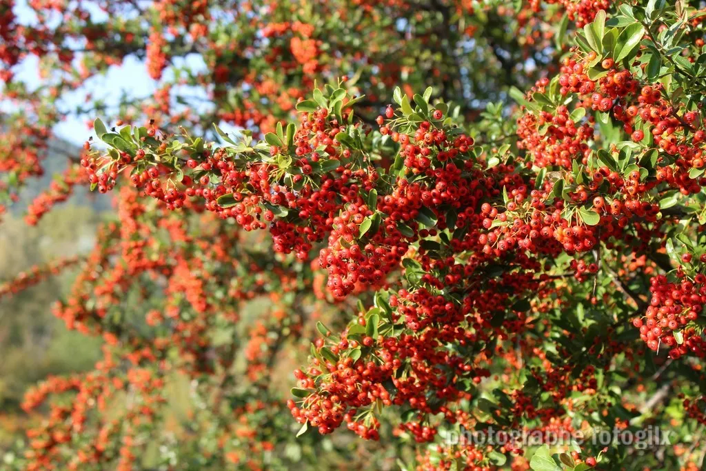 automne var