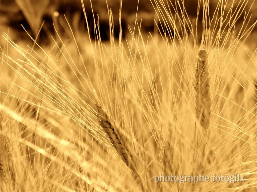 automne var