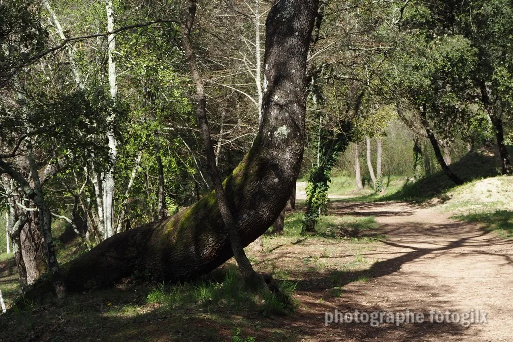 nature var