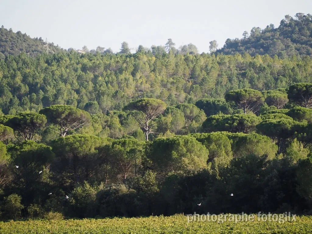 paysage var