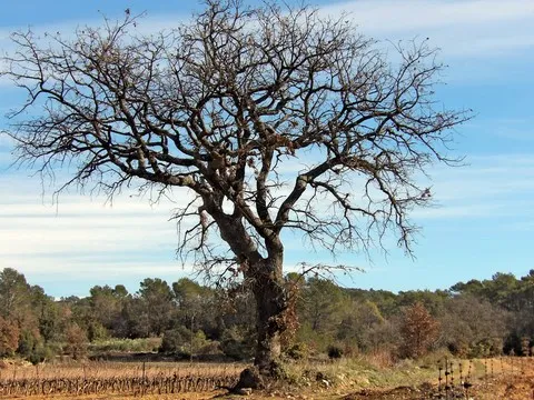 nature var