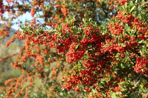 automne var