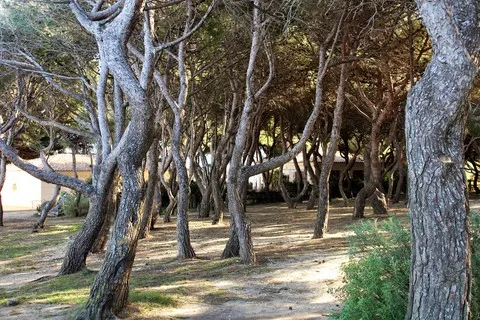 nature var