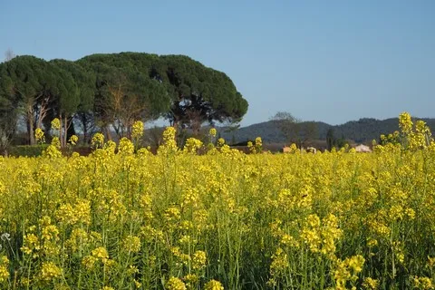 nature var