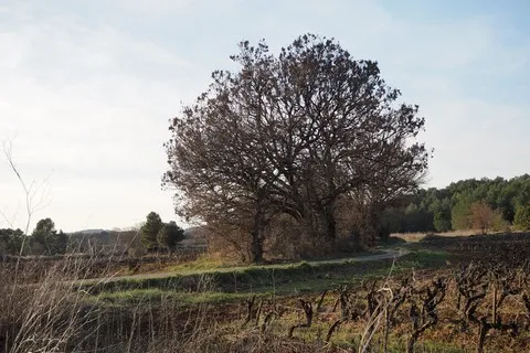 nature var