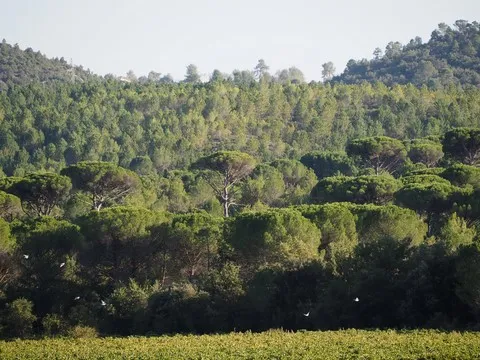 paysage var