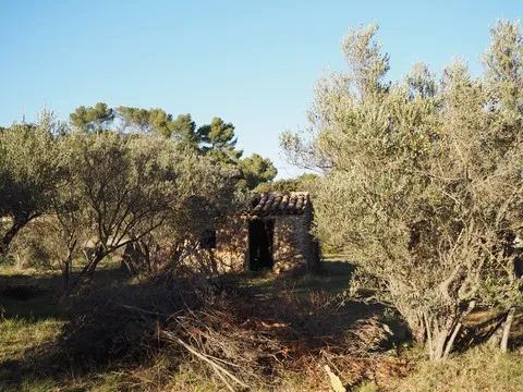 nature var